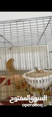  2 جوز تحته بيض وطيرتين للبيع