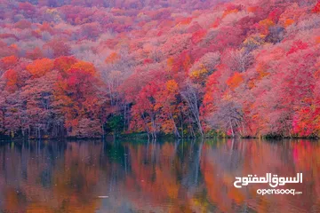  19 صور على الحائط (ستيكرز)