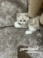  3 قط جميل ذا لون ابيض على بيج للبيع وبسعر مناسب جدا جدا. ودود أليف كثير الحركة يحب اللعب.