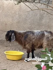  3 تيس بسم الله ما شاء الله عمر جمع والسعر قابل للتفواض بشيئ بسيط بدون تبخيس