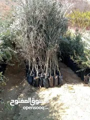  2 التقوى لتنسيق الحدائق