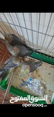  2 كوكتيل للبيع أليفات جداً جدا مخاليف سعر الحبه 15