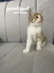  5 قطط صغيره للبيع kitten for sale