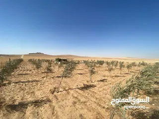  20 مزرعه زيتون