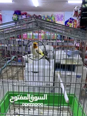  6 فحل حسون طفره مميز