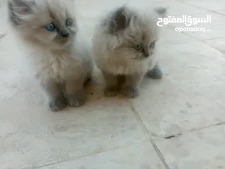  5 قطط هملايا للبيع ذكر وأنثى العمر شهر ونص لعوبات