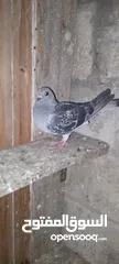 1 حمام اجنبي