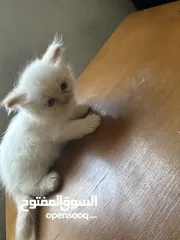  2 بسس هيمالايا مكس عمر شهرين للبيع
