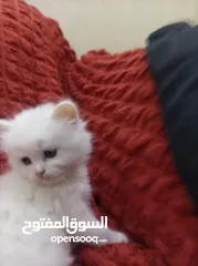  14 قطط شيرازي لعوب...