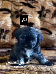  7 جراء فرينش تيرير للبيع