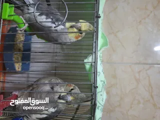  2 ذكر وانثى كوكتيل للبيع