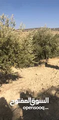  3 للبيع مزرعة في قرية الرميمين