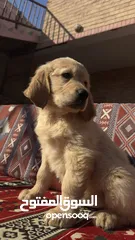  13 للبيع جراوى جولدن ريتريڤر بيور - for Sale puppies Golden retriever