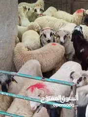  2 بفضل الله يتوفر لدينا خاروف روماني + عبور بلدي   جميع الوزان