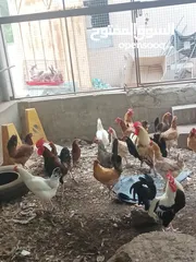  3 للبيع دجاج عمانيات بياض