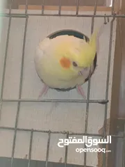  3 متاح في السلط