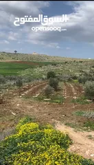  1 ارض دونمين و80 متر