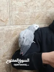  5 طير كاسكو خارق