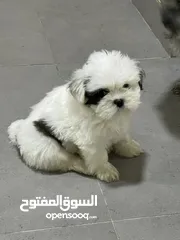  3 Baby shihtzu