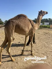  1 قعود حجً سمين ذكرالله