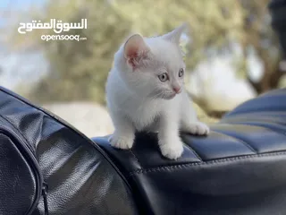 16 كتنز الاب برتش والام انجورا سكوتش فولد