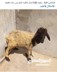 1 مطلوب غنم بياض او ماعز من عمر 15يوم الحد 3شهور للبيع اقساط يلي عندو لا يبخل علينا