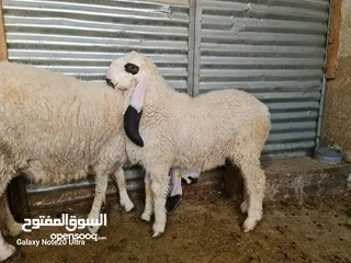  2 خروف كاجلا أصلي أصلي تبارك الرحمن