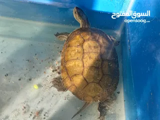  1 جوز سلاحف مائيه  حجم ضخم  سلحفاه برمائيه توضع داخل حوض السمك تسبح مع الاسماك  و منتجه
