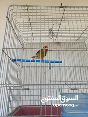  1 بندوق مسمع حسون للبيع