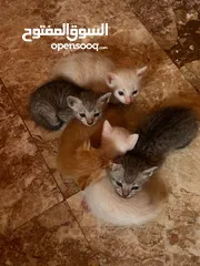  3 قطط الام شيرازيه الاطفال غير معروف