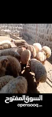  6 22 قرقورة نخب النخب