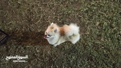  11 pomeranian female