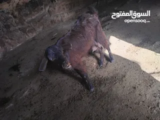  11 ثنايا شاميات  نخب كفاله حليب