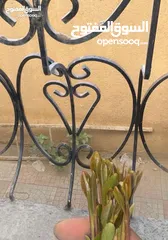  25 10لبن فله للبيع اقساط المطوب دفعه اوله 500 الف سعودي واسلمه اللبيت جاهز بعفشه بكل اوراقه سليمه