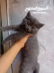  2 انثى بريتيش 50 يوم للبيع