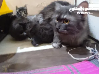  1 قطة بأولادها