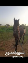  4 حصان عربي غير مسجل