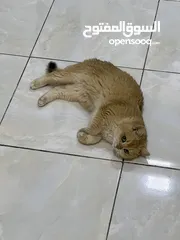  1 قطتان جميلتان تبحثان عن بيت دافئ  Two lovely cats looking for a loving home