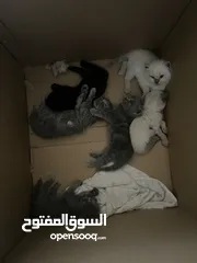  16 قطط سكوتش فولد وهملايا للبيع