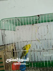  11 جوزين حب ماكنات انتاج بسعر حرق