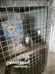  4 متاح جواز و حبات فلت موجودات طبربور سعرهن كويس