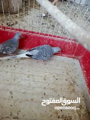  2 جوز ماسي شغال