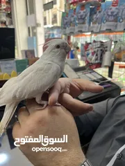  1 كوكتيل البينو بيصا عين حمرة أليفة حمامة جاهزة للإنتاج والتسليم