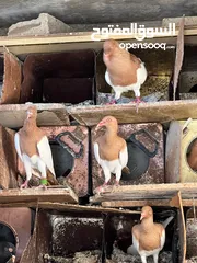  17 جواز بلونيات وجواز يهوديات