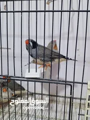  5 زيبرا مكس انقلش