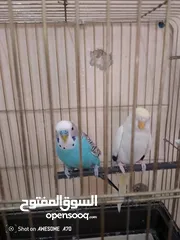  19 متاح جوزين  حب  كلهم اليفات كلهم جواز شغالة جواز نخب اول حبة كوكتيل للبيع اقرء الوصف