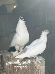 10 جواز بلونيات وجواز يهوديات