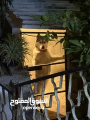  2 كلب هسكي ل البيع