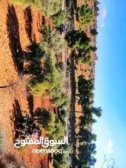  2 أرض للبيع مساحة 4500م2 قوشان مستقل جرش