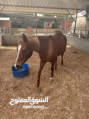  5 للبيع 2 فرس مع جوازات ميلادهم الاصليه المعتمده